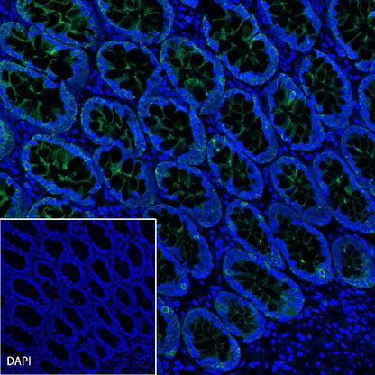 S-RMab® CK-Pan Recombinant Rabbit mAb (Alexa Fluor® 488 Conjugate) (S-P001)
