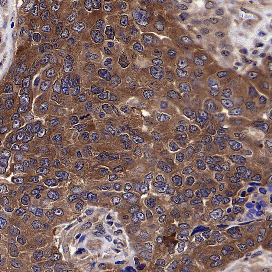 HSP90 Recombinant Mouse mAb (S-5484)