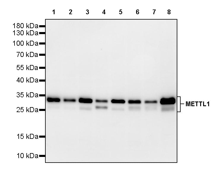 METTL1 Recombinant Rabbit mAb (S-4435-6)