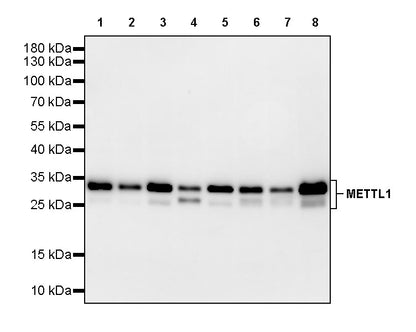 METTL1 Recombinant Rabbit mAb (S-4435-6)