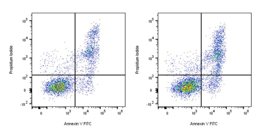 FITC-Labeled Annexin V His Tag Protein, Human