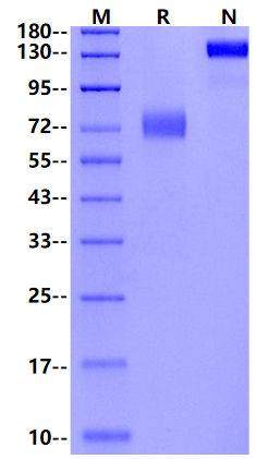 2B4/CD244/SLAMF4 Fc Chimera Protein, Human