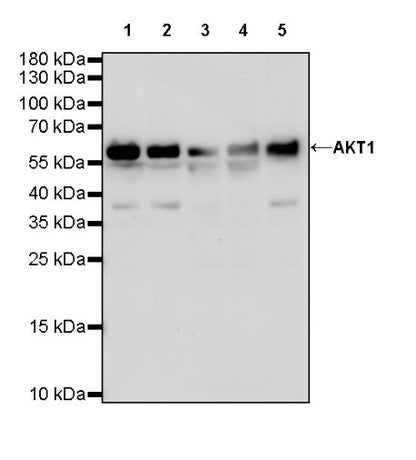 AKT1 Recombinant Rabbit mAb (S-R364)