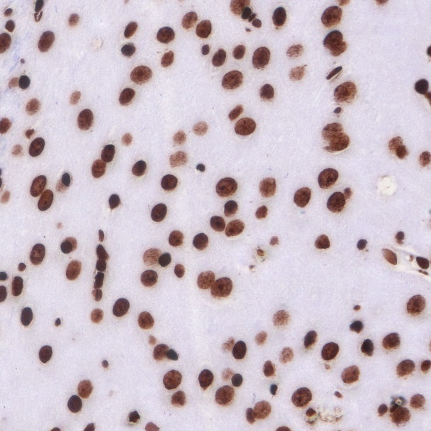 Histone H3 Recombinant Rabbit mAb (SDT-266-44)