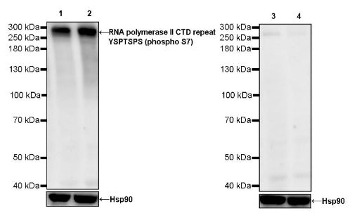 RNA polymerase II CTD repeat YSPTSPS (phosphor S7) Recombinant Rat mAb (S-R198)