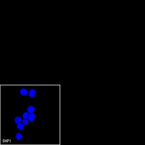 CD44v6 Mouse mAb (S-945-76)