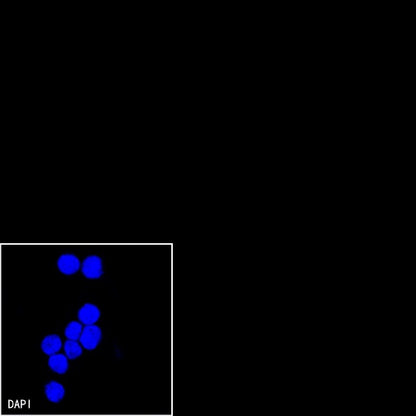 CD44v6 Mouse mAb (S-945-76)