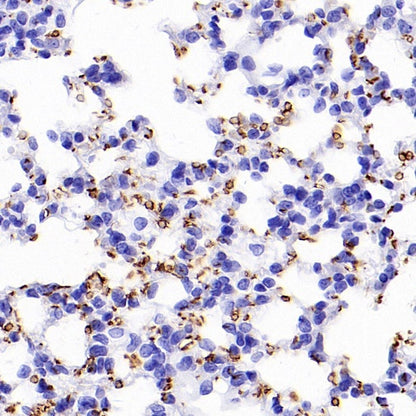 Mouse TER-119/Erythroid Cells Recombinant Rat mAb (TER-119)
