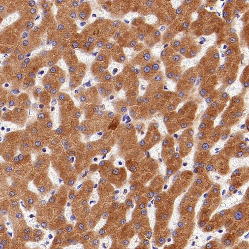 Cyclophilin B Recombinant Rabbit mAb (S-1543-63)