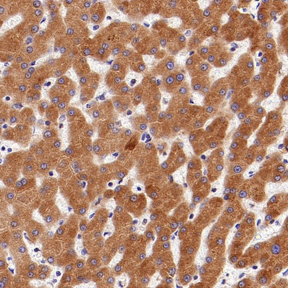 Cyclophilin B Recombinant Rabbit mAb (S-1543-63)