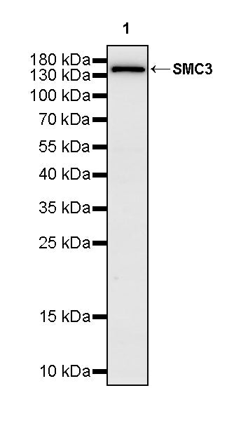 SMC3 Rabbit Polyclonal Antibody