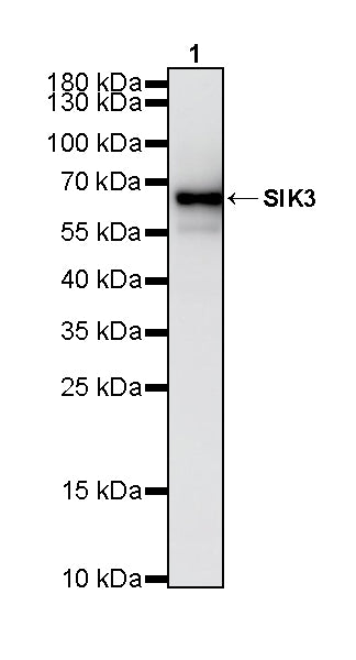 SIK3 Recombinant Rabbit mAb (S-4947-62)