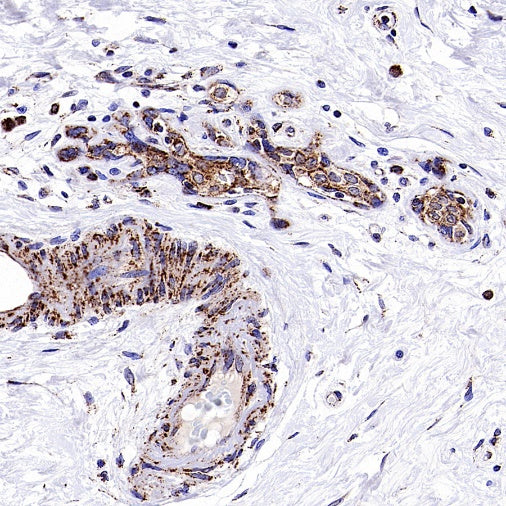 Fumarate hydratase Recombinant Rabbit mAb (SDT-2394-36)