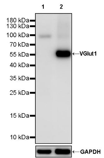 VGlut1 Recombinant Rabbit mAb (S-1587-19)