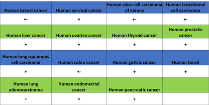 HLA-ABC Recombinant Rabbit mAb (S-3995-2)