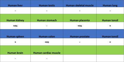 CD1c Recombinant Rabbit mAb (S-5242)