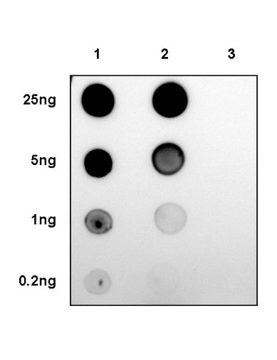 Phospho-Lck (Tyr394) Recombinant Rabbit mAb (S-1957-74)