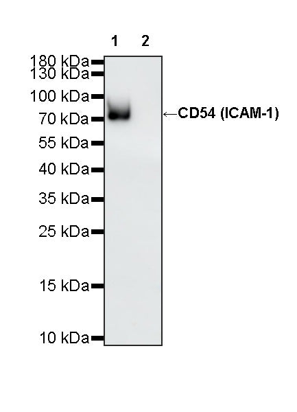 Invivo anti-Mouse CD54 (ICAM-1) Recombinant mAb