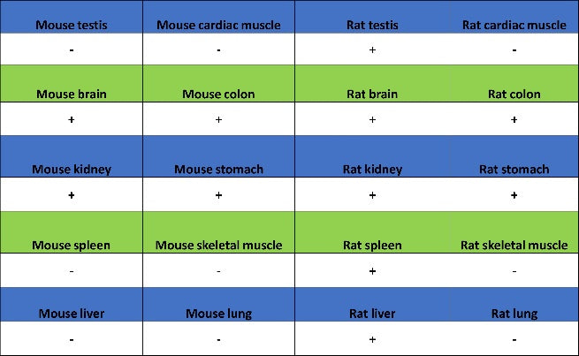 SHARPIN Recombinant Rabbit mAb (S-2356-308)