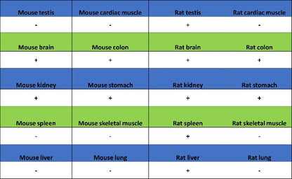 SHARPIN Recombinant Rabbit mAb (S-2356-308)