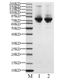 Biotinylated GSPT1 Avi Tag Protein, Human
