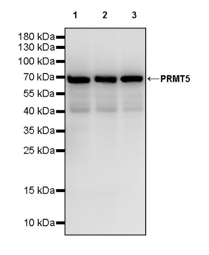 PRMT5 Recombinant Rabbit mAb (S-2336-126)