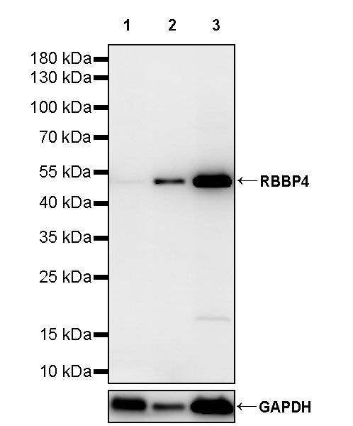 RBBP4 Rabbit Polyclonal Antibody