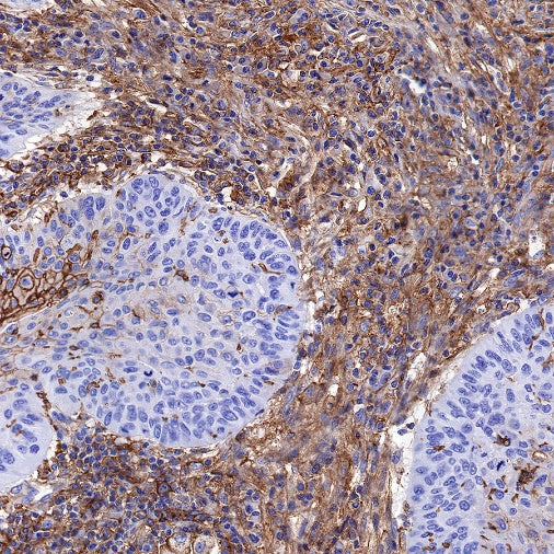 S-RMab® MCT4 Recombinant Rabbit mAb (S-1437-7)