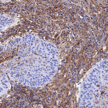 S-RMab® MCT4 Recombinant Rabbit mAb (S-1437-7)