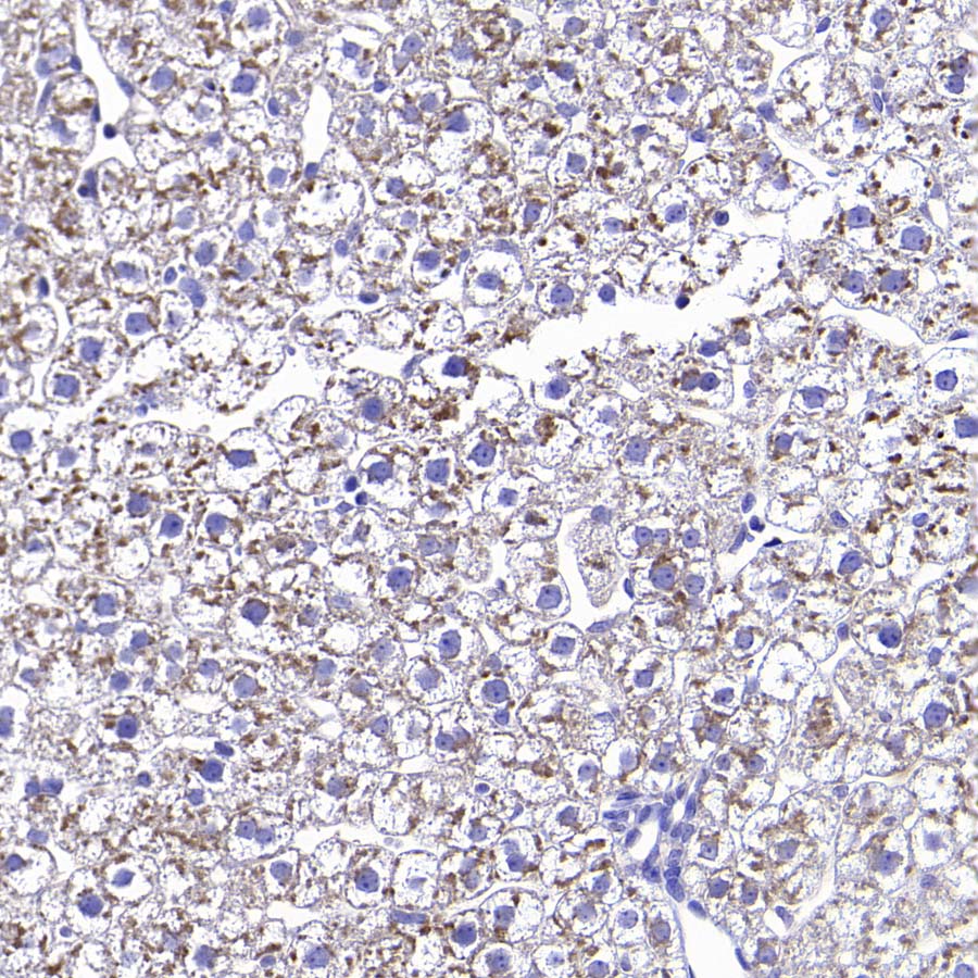 RPS14 Rabbit Polyclonal Antibody