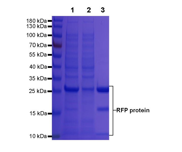 Rabbit Anti-RFP/mcherry agarose beads