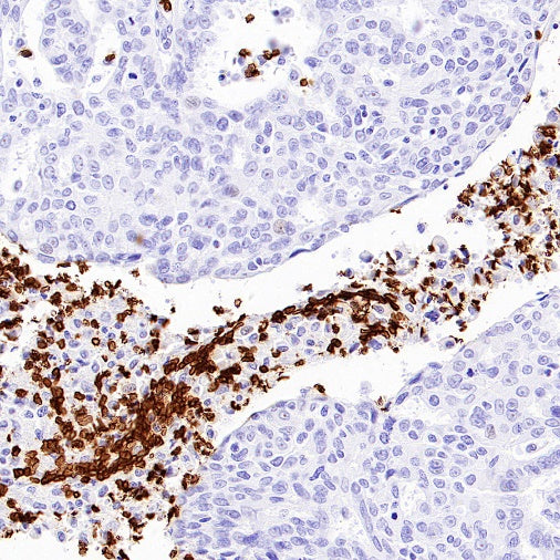 CD235a Recombinant Rabbit mAb (S-3088-3)