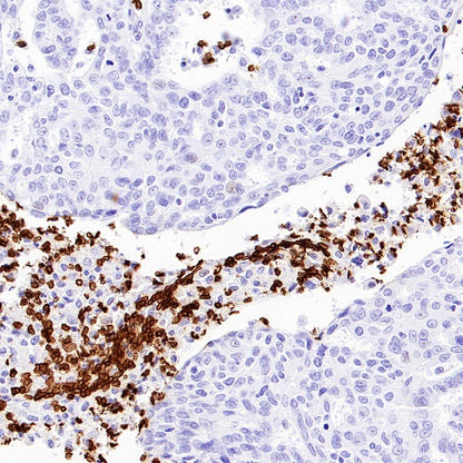 CD235a Recombinant Rabbit mAb (S-3088-3)