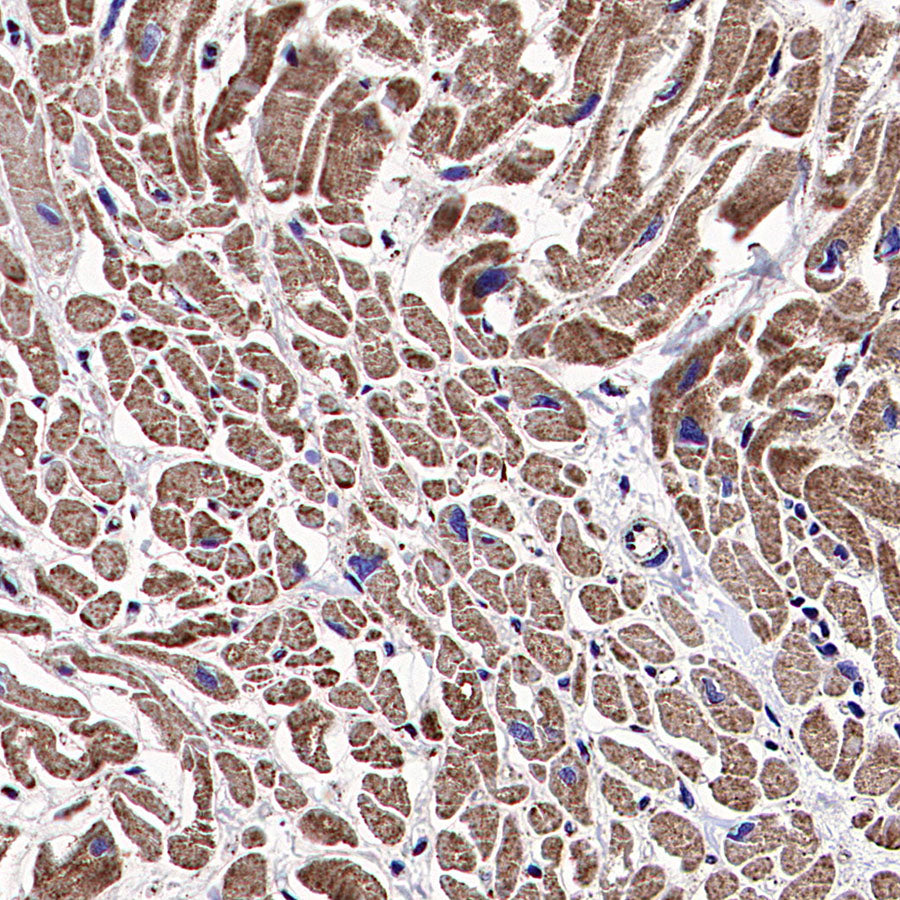 HSP60 Recombinant Mouse mAb (S-5385)