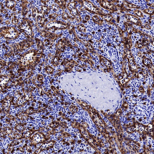 CD8α Recombinant Mouse mAb (S-1036-21)