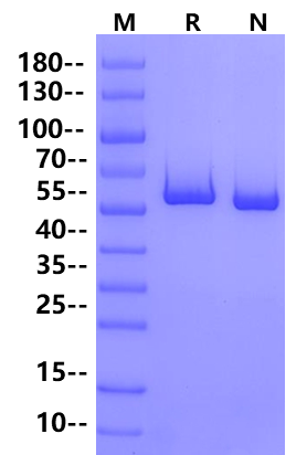 NEK7 GST Tag Protein, Human