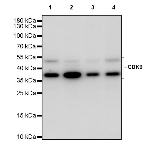 CDK9 Rabbit Polyclonal Antibody