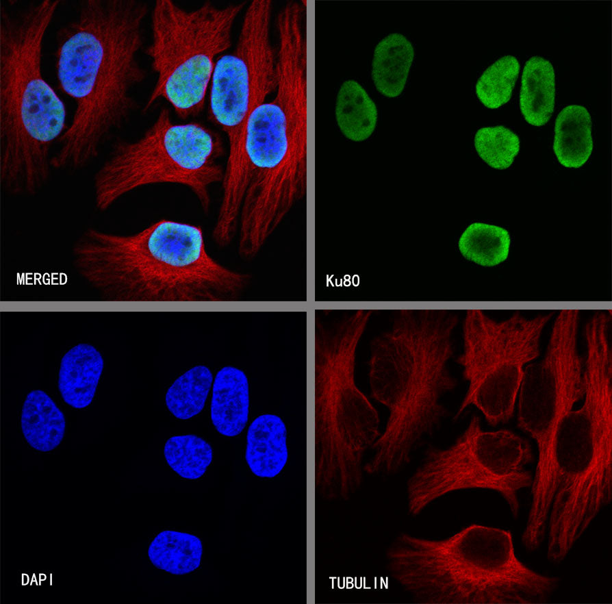 Ku80 Recombinant Rabbit mAb (S-R226)