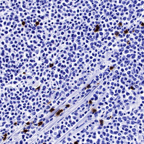 CD3 epsilon Mouse mAb (SDT-570-36)