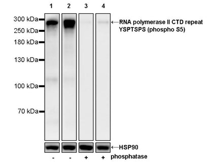 RNA polymerase II CTD repeat YSPTSPS (phospho S5) Recombinant Mouse mAb (S-3420)
