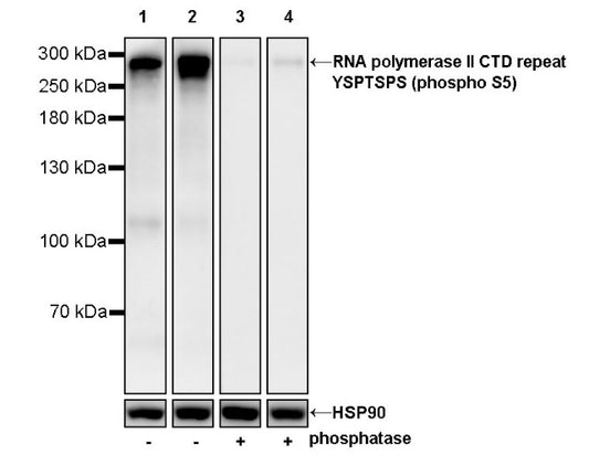 RNA polymerase II CTD repeat YSPTSPS (phospho S5) Recombinant Mouse mAb (S-3420)