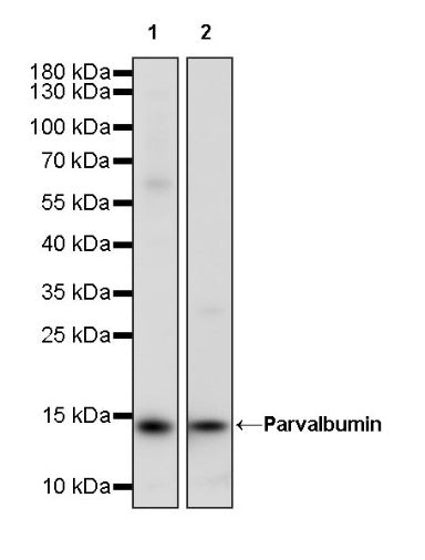 Parvalbumin Recombinant Rabbit mAb (S-1620-10)