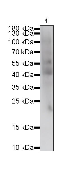 S-RMabMix™ Pyruvyl Lysine Rabbit mAb