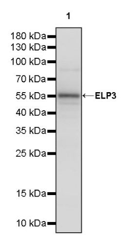 ELP3 Rabbit Polyclonal Antibody
