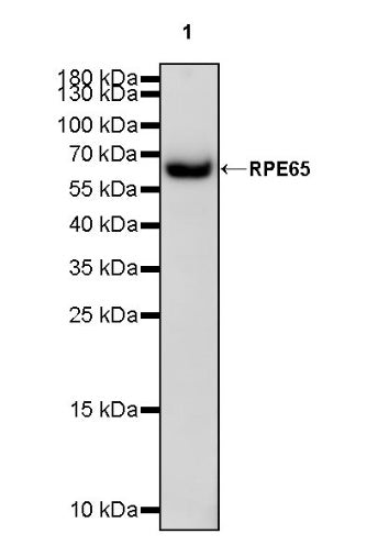 RPE65 Recombinant Rabbit mAb (S-525-124)