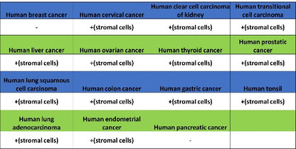 Mannose Receptor Recombinant Rabbit mAb (SDT-2206-59)