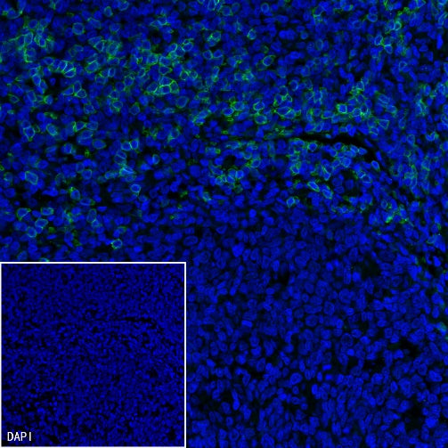 CD8α Mouse mAb (Alexa Fluor® 488 Conjugate) (SDT-1036-34)