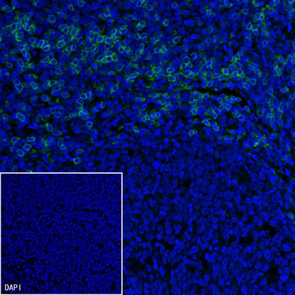 CD8α Mouse mAb (Alexa Fluor® 488 Conjugate) (SDT-1036-34)