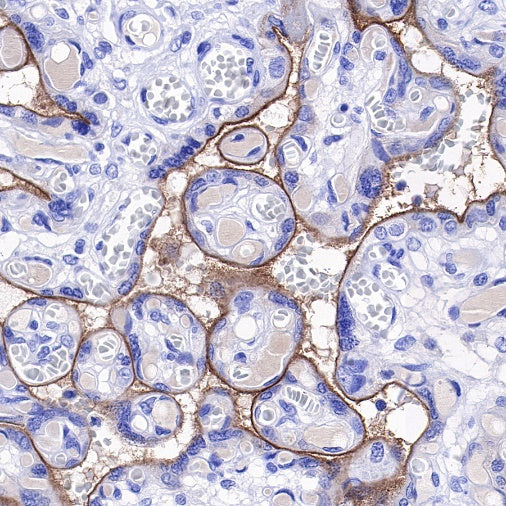 S-RMab® PD-L1 Recombinant Rabbit mAb (SDT-119-286)