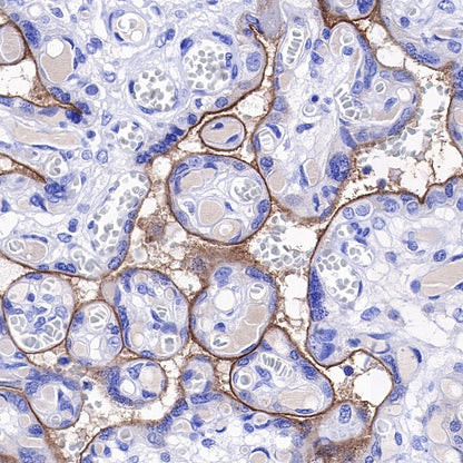 S-RMab® PD-L1 Recombinant Rabbit mAb (SDT-119-286)